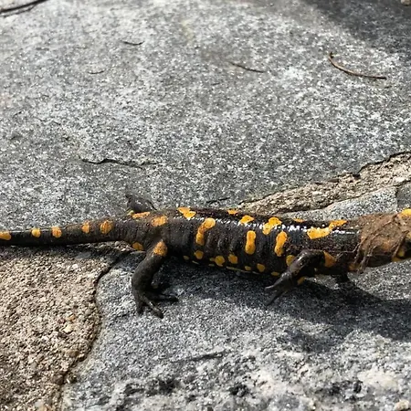 Casa Tintinnio By Interhome