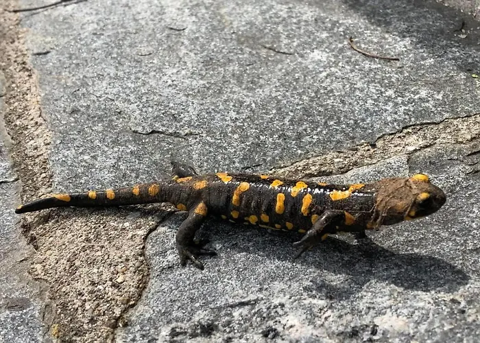 Casa Tintinnio By Interhome